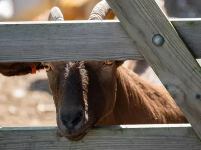 a goat is looking through a wooden fence at Harbour Lodge in Port Isaac