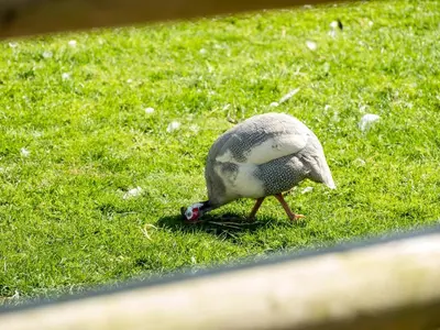 a small bird walking in the grass at Puffin Lodge in Port Isaac