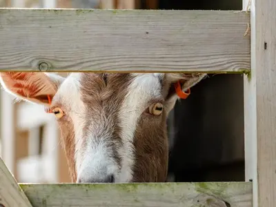 a cow is looking through a wooden fence at Puffin Lodge in Port Isaac