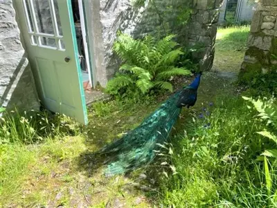a peacock standing in the grass next to a door at Wodehouse in Falmouth