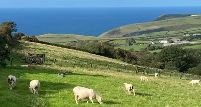 a herd of sheep grazing in a field of grass at Polrunny Farm Sloe Cottage with a sea view in Boscastle
