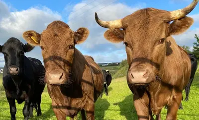 a group of cows standing in a field at Polrunny Farm Sloe Cottage with a sea view in Boscastle