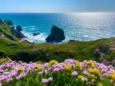 a bunch of flowers on a hill next to the ocean at Polrunny Farm Sloe Cottage with a sea view in Boscastle