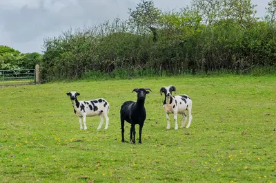 three goats standing in a field of grass at Cusgarne Manor boutique B&B - adults only in Cusgarne