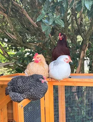 three chickens sitting on top of a fence at Toms Hut and Robins Rest Shepherd Huts near Wadebridge in Wadebridge