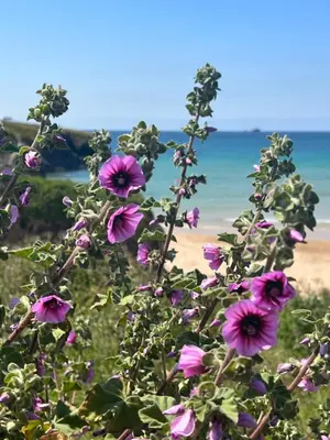 a field of purple flowers with a beach in the background at Toms Hut and Robins Rest Shepherd Huts near Wadebridge in Wadebridge