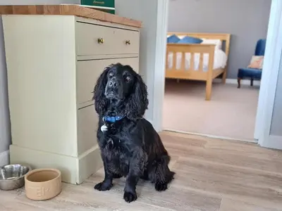 a black dog sitting on the floor in a room at Stonecroft in Praa Sands