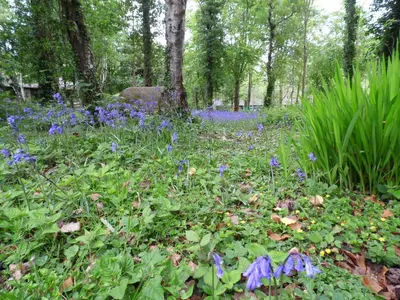 a field of blue flowers in the woods at Seaside Escape in St Ives