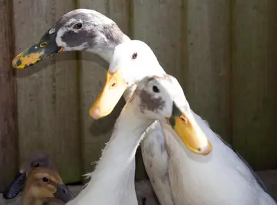 two white ducks standing next to each other at Charming Guest House in Cornish Countryside in Bodmin
