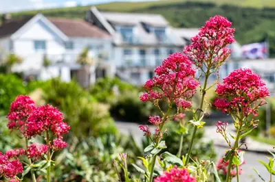 a group of pink flowers in front of houses at Breakers - Mount Brioni in Downderry