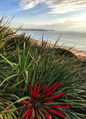 a red flower in the grass next to the beach at Cliff House - a stunning sea view 2 bed apartment in Porthleven in Porthleven