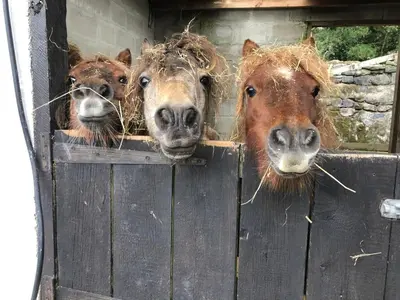 three horses sticking their heads over a wooden fence at Miners Hut in St Austell