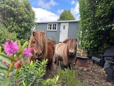 three brown ponies standing in the yard in a garden at Miners Hut in St Austell