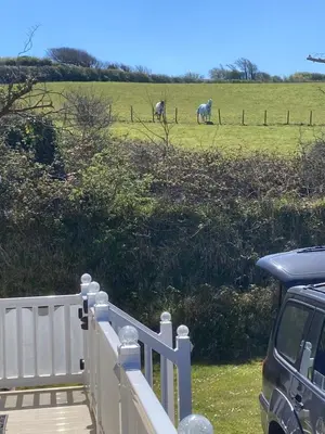 two horses grazing in a field with a fence at Mollys Retreat pet friendly three bed caravan with small garden Newquay Bay Resort Quieter area of park in Newquay