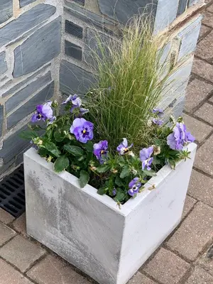 a white planter with purple flowers and grass at 44 Raleigh Close@Padstow in Padstow