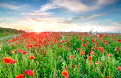 a field of red flowers in a field with the sun setting at Romantic log-burner Cornish Cottage private garden dogs welcome in Truro
