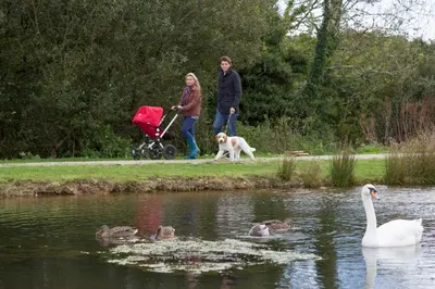 a man and a woman walking a dog and a swan at Swallow Lodge with Hot Tub, dogs welcome sleeps 8, Great resort Facilities in Padstow