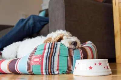 a dog laying on top of a pillow on the floor at KingFisher Hot Tub & log Burner house on Premium lakeside with Resort Facilities in Saint Columb Major