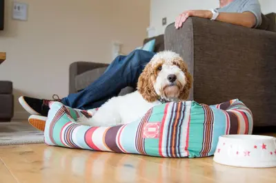 a dog sitting on a pillow next to a person at Skylark sleeps 8 private Hot Tub & Dogs welcome Nr Padstow, Resort Pool Bar & Watersports in Saint Columb Major