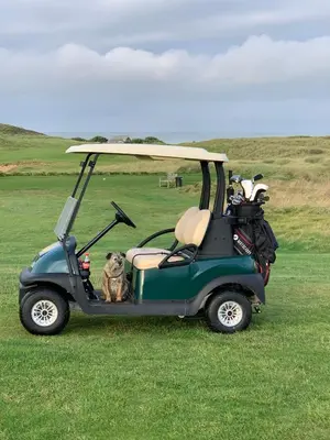 a dog sitting in a golf cart in a field at Skylark sleeps 8 private Hot Tub & Dogs welcome Nr Padstow, Resort Pool Bar & Watersports in Saint Columb Major