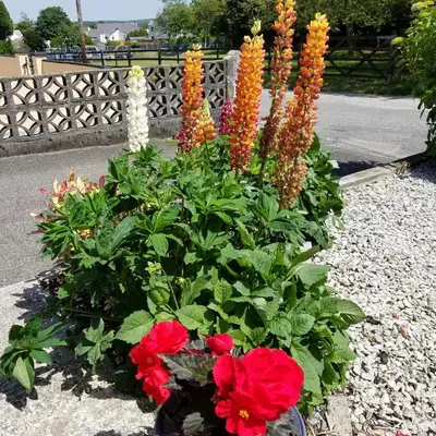 a flower garden with red and orange flowers at Eden's Rest Bed and Breakfast in St Austell