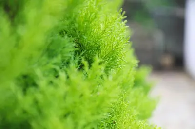 a close up of a bush with green leaves at Tamarisk, Port Isaac Bay Holidays in Port Isaac