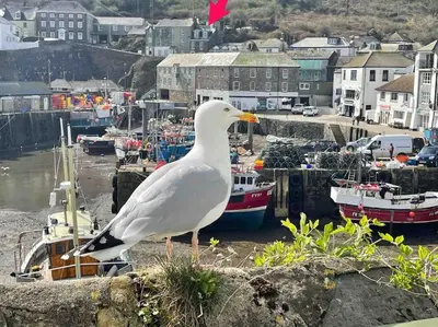 a seagull standing on a wall near a harbor at Fabulous 2 Bed Cottage - Outstanding Sea Views in Mevagissey