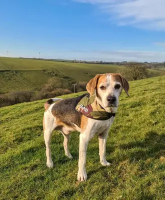 a brown and white dog standing in a field at Ta Mill Cottages & Lodges - Olde Granary in Launceston