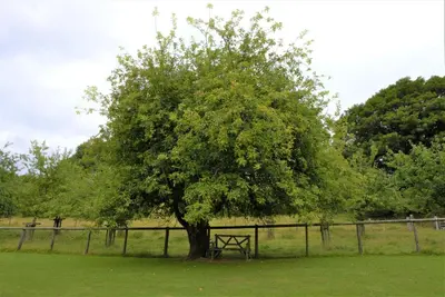 a picnic table under a tree next to a fence at Ta Mill Cottages & Lodges - Millers Cottage in Launceston