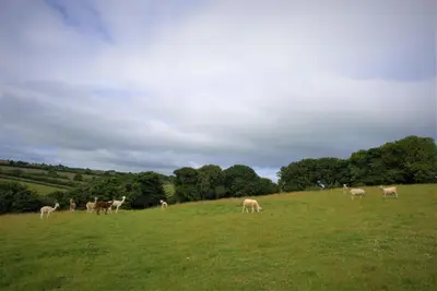 a herd of animals grazing on a grassy field at Ta Mill Cottages & Lodges - Millers Cottage in Launceston