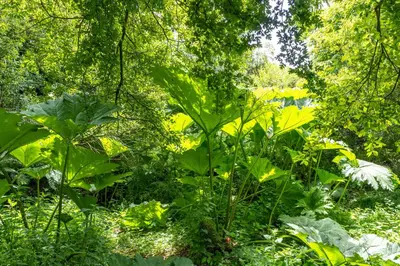 a garden with lots of green plants and trees at Ta Mill Cottages & Lodges - Smithy Cottage in Launceston