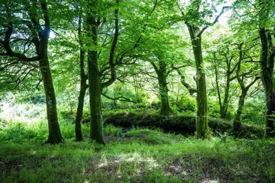 a forest with trees and a stream in the grass at Ta Mill Cottages & Lodges - Smithy Cottage in Launceston