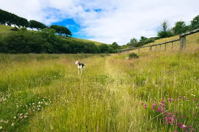 a cow standing in a field of tall grass at Ta Mill Cottages & Lodges - Pump Cottage in Launceston