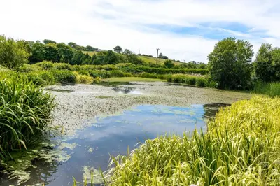 a river in a field with tall grass at Ta Mill Cottages & Lodges - Dairy Cottage in Launceston
