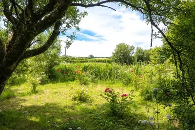 a field of flowers with a tree in the foreground at Ta Mill Cottages & Lodges - Hayloft Cottage in Launceston