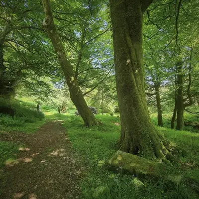 a forest with trees and a dirt road at Ta Mill Cottages & Lodges - Meadowview Chalet 1 in Launceston