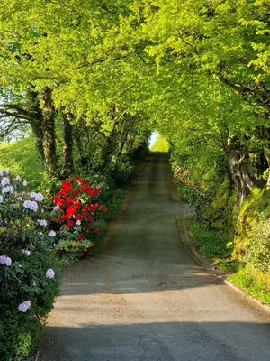 a tunnel of trees and flowers on a road at Ta Mill Cottages & Lodges - Brookview Lodge 1 in Launceston
