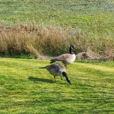 two geese standing in the grass in a field at Ta Mill Cottages & Lodges - Brookview Lodge 2 in Launceston