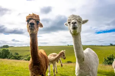 three ostriches standing in a field of grass at Ta Mill Cottages & Lodges - Brookview Lodge 3 in Launceston