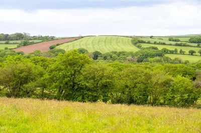 a view of a field with trees in a field at Shepherds hut with valley views in Bodmin