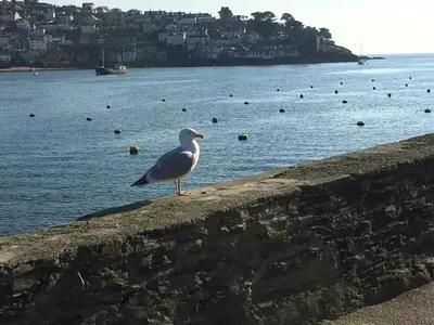 a seagull standing on a wall next to the water at Bay View, Millendreth Looe Cornwall in Looe