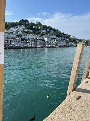 a dog swimming in the water in front of a city at Seagull Cottage in Looe