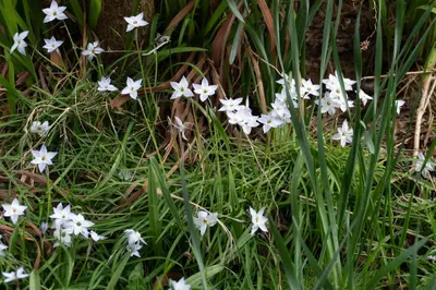 a group of white flowers in the grass at Hoblyns Cove in Holywell Bay