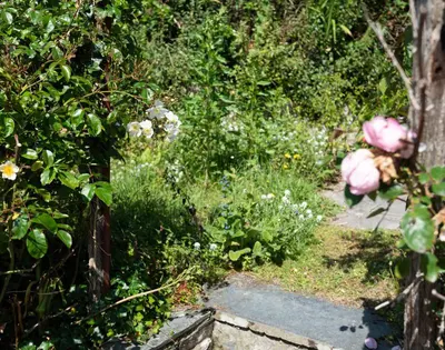 a garden with pink flowers and plants and a path at Brookside in Polzeath