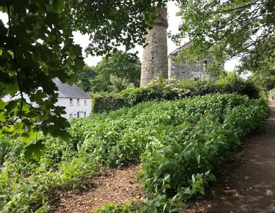 a field of plants with a house in the background at A woodland retreat - Apartment in converted mill in Helston