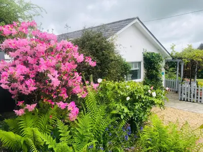 a house with pink flowers in front of a yard at Detached, peaceful, spacious with easy access and very large garden in Wadebridge