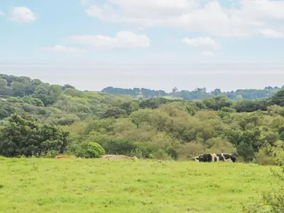 a group of cows grazing in a grassy field at Sebright in St Austell