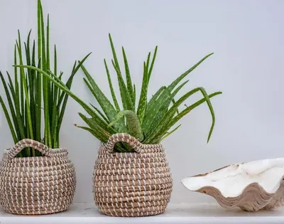 two wicker bags sitting next to a potted plant at Seastar in Wadebridge