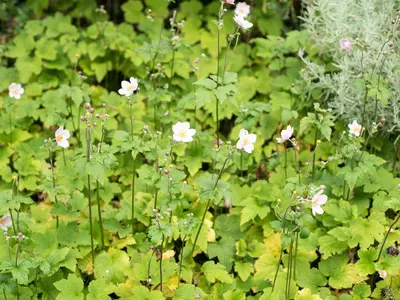 a garden with pink flowers and green plants at Little Strand in Padstow