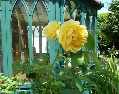 a yellow rose in front of a blue fence at Fairholme in Port Isaac